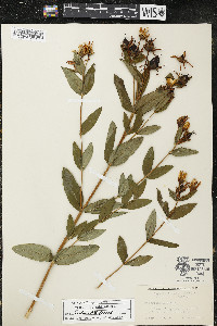 Hypericum ascyron image