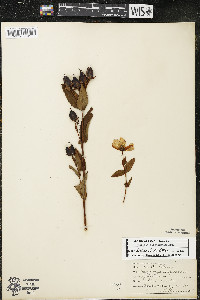 Hypericum ascyron subsp. pyramidatum image