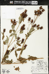 Hypericum ascyron subsp. pyramidatum image