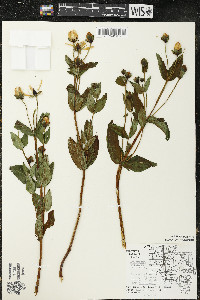 Hypericum ascyron subsp. pyramidatum image