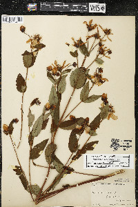 Hypericum ascyron subsp. pyramidatum image