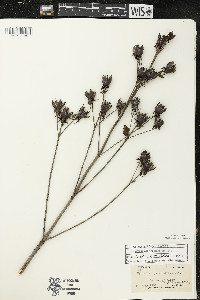 Hypericum ascyron subsp. pyramidatum image