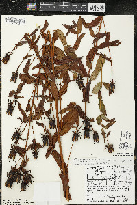 Hypericum ascyron subsp. pyramidatum image