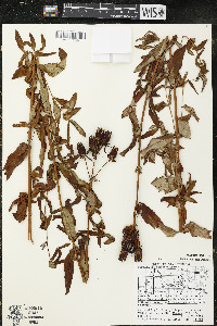 Hypericum ascyron subsp. pyramidatum image