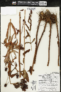 Hypericum ascyron subsp. pyramidatum image