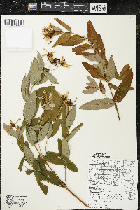 Hypericum ascyron subsp. pyramidatum image