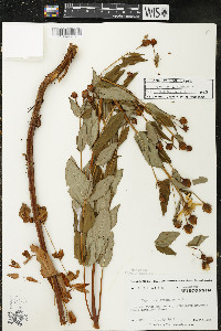 Hypericum ascyron subsp. pyramidatum image