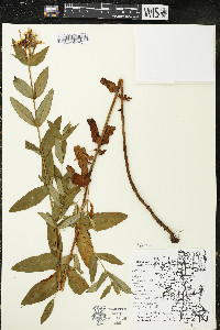 Hypericum ascyron subsp. pyramidatum image