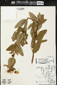 Hypericum ascyron subsp. pyramidatum image