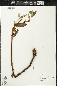 Hypericum ascyron subsp. pyramidatum image