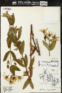 Hypericum ascyron subsp. pyramidatum image