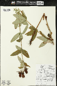 Hypericum ascyron subsp. pyramidatum image