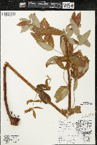 Hypericum ascyron subsp. pyramidatum image