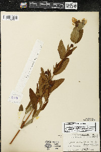 Hypericum ascyron subsp. pyramidatum image