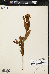 Hypericum ascyron subsp. pyramidatum image