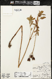 Hypericum ascyron subsp. pyramidatum image