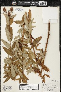 Hypericum ascyron subsp. pyramidatum image