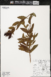 Hypericum ascyron subsp. pyramidatum image