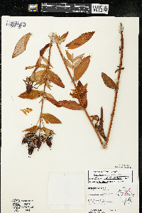 Hypericum ascyron subsp. pyramidatum image