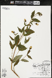 Hypericum ascyron subsp. pyramidatum image