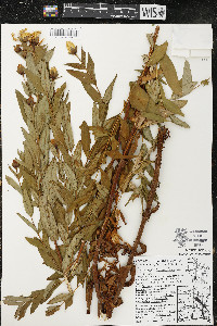 Hypericum ascyron subsp. pyramidatum image