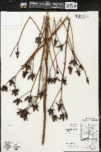 Hypericum ascyron subsp. pyramidatum image