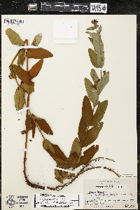 Hypericum ascyron subsp. pyramidatum image