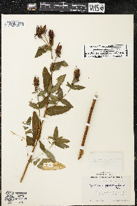 Hypericum ascyron subsp. pyramidatum image