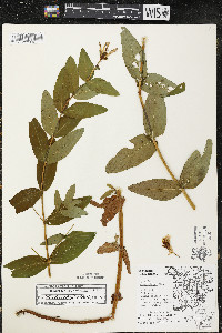 Hypericum ascyron subsp. pyramidatum image