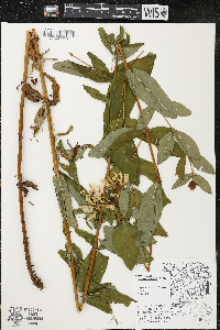 Hypericum ascyron subsp. pyramidatum image