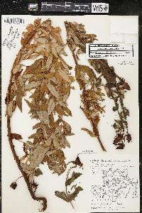 Hypericum ascyron subsp. pyramidatum image