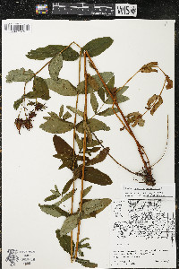 Hypericum ascyron subsp. pyramidatum image