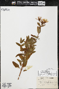 Hypericum ascyron image