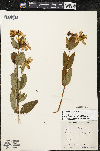 Hypericum ascyron subsp. pyramidatum image