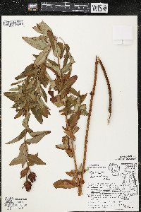 Hypericum ascyron subsp. pyramidatum image