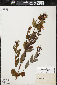 Hypericum ascyron image