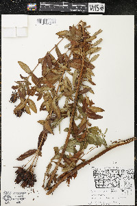 Hypericum ascyron subsp. pyramidatum image