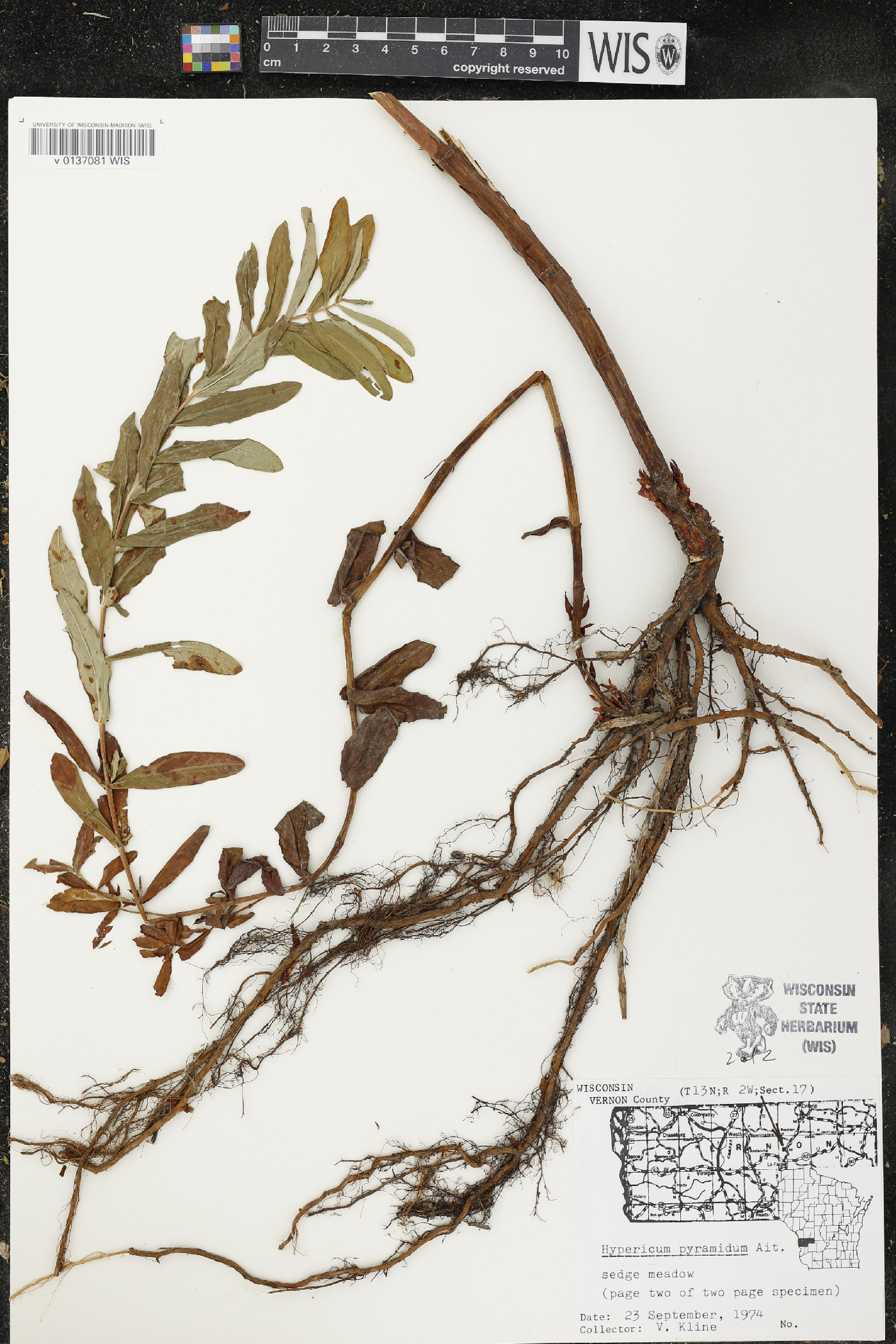 Hypericum ascyron subsp. pyramidatum image