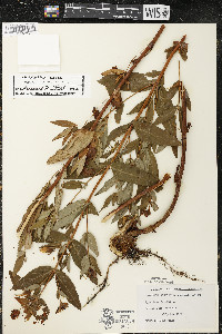 Hypericum ascyron subsp. pyramidatum image