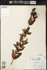 Hypericum ascyron subsp. pyramidatum image