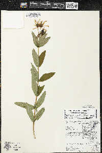 Hypericum ascyron subsp. pyramidatum image