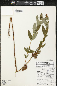 Hypericum ascyron subsp. pyramidatum image