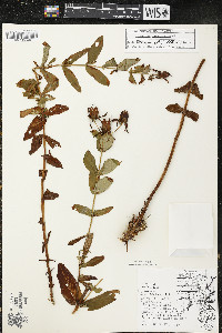 Hypericum ascyron subsp. pyramidatum image