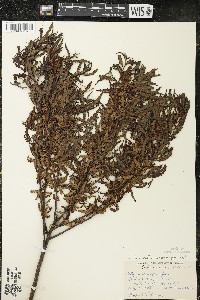 Comptonia peregrina image