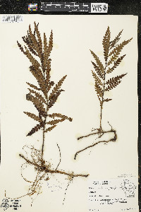 Comptonia peregrina image