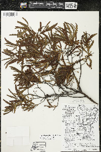 Comptonia peregrina image
