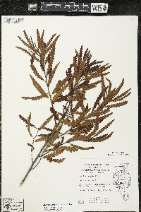 Comptonia peregrina image