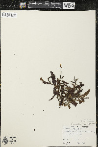 Comptonia peregrina image