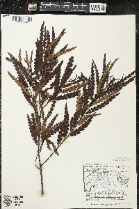 Comptonia peregrina image