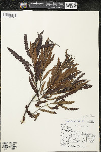 Comptonia peregrina image